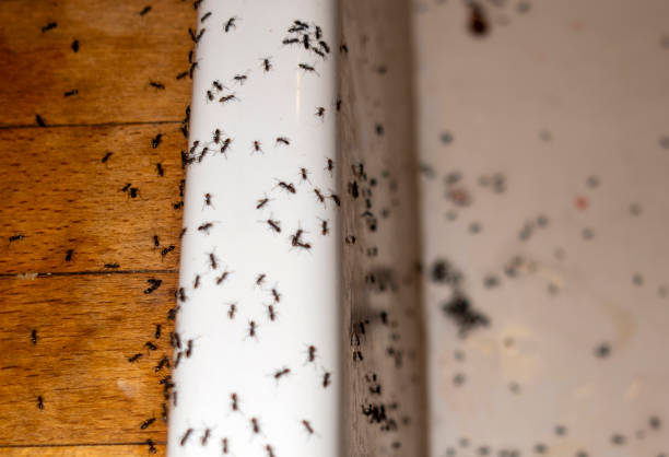 Best Commercial Pest Control Services  in Rkesburg, PA